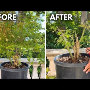 Working on a 20-Year-Old Clump-Style Dwarf Japanese Maple