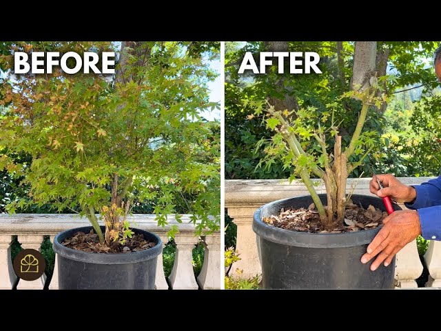 Working on a 20-Year-Old Clump-Style Dwarf Japanese Maple