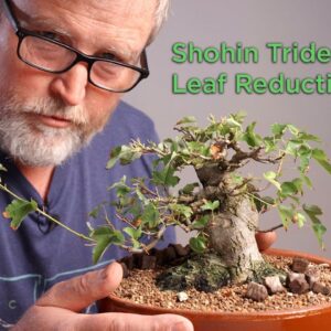 Bonsaify | Trident Maple Summer Maintenance: Deciduous Bonsai Shohin Development