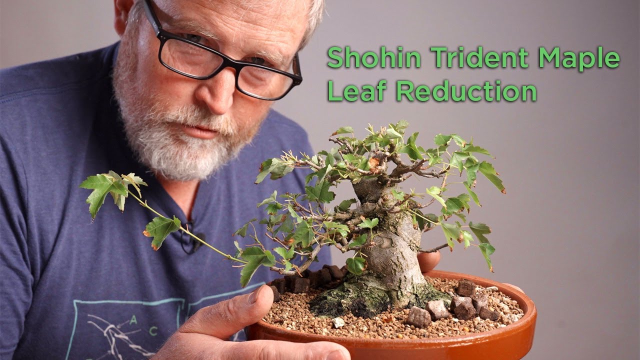 Bonsaify | Trident Maple Summer Maintenance: Deciduous Bonsai Shohin Development