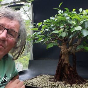 More Pruning After Defoliation and Structural Pruning My Ficus, The Bonsai Zone, Sept 2024