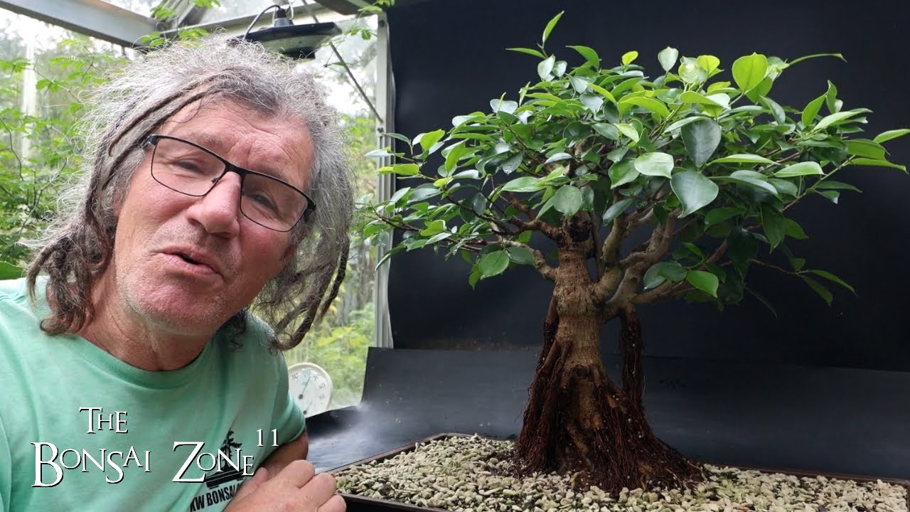 More Pruning After Defoliation and Structural Pruning My Ficus, The Bonsai Zone, Sept 2024