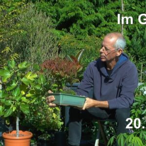 Bonsai und Garten zum Herbst. Es ist so weit das einige Pflanzen umsiedeln müssen.