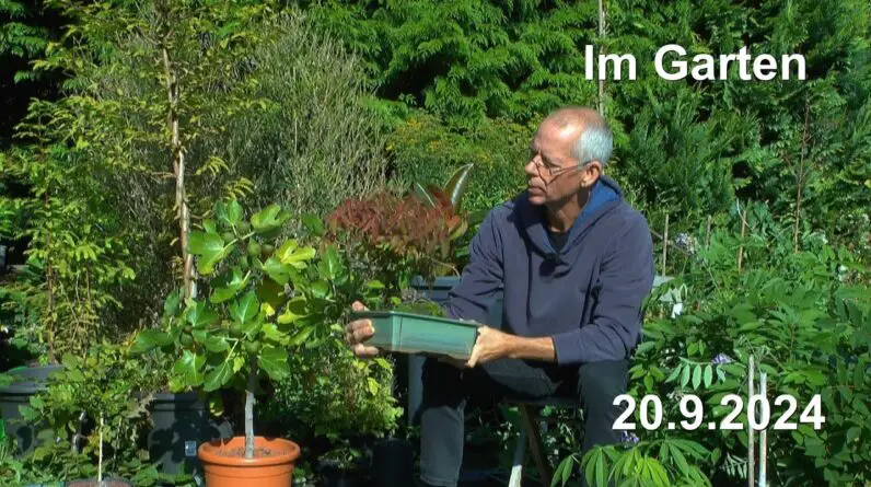 Bonsai und Garten zum Herbst. Es ist so weit das einige Pflanzen umsiedeln müssen.