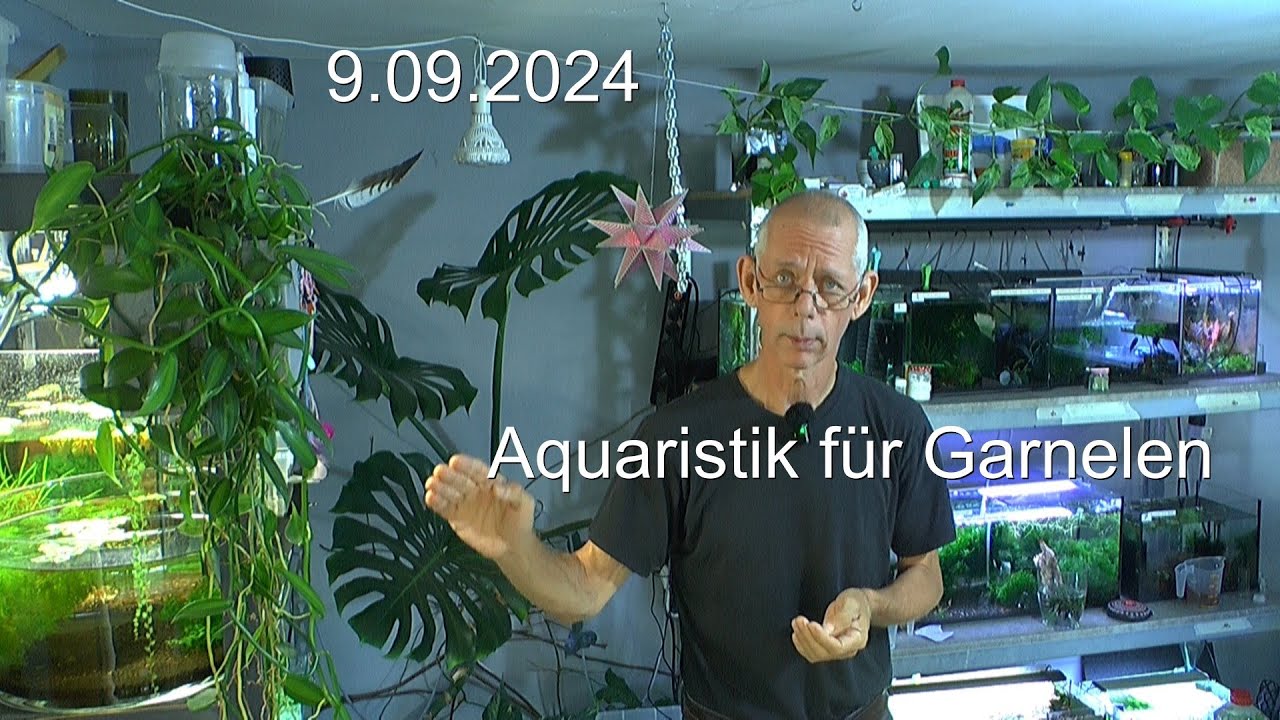 Aquaristik mit Caridina Weichwasser Garnelen Zwerggarnelen und wir lernen weiter