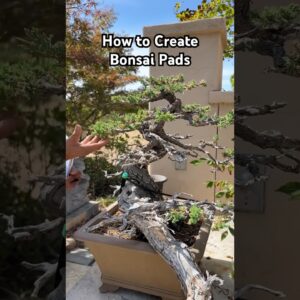 How to Create Pads on your Bonsai #bonsai #bonsaitree #bonsaidesign #gardening #plants #shorts