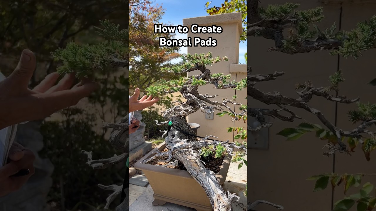 How to Create Pads on your Bonsai #bonsai #bonsaitree #bonsaidesign #gardening #plants #shorts