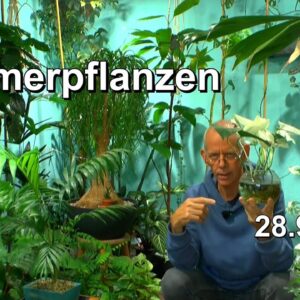 Monstera Zimmerpflanzen Pflege im Dschungel mit Monstera deliciosa und anderen Zimmerpflanzen