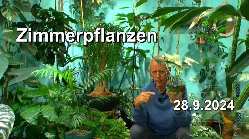 Monstera Zimmerpflanzen Pflege im Dschungel mit Monstera deliciosa und anderen Zimmerpflanzen