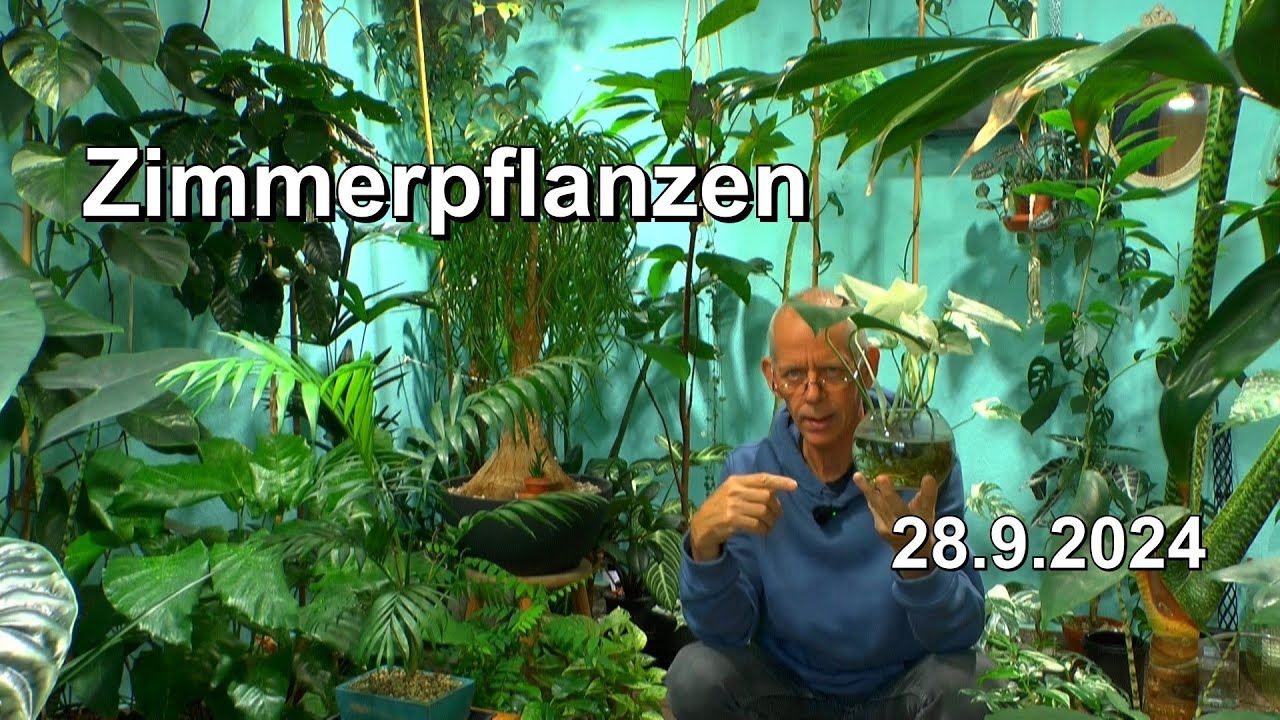 Monstera Zimmerpflanzen Pflege im Dschungel mit Monstera deliciosa und anderen Zimmerpflanzen