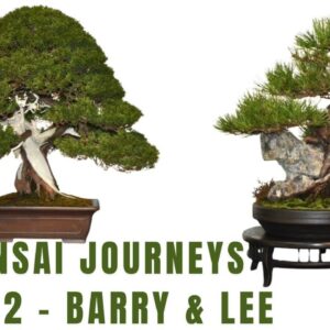 8 Bonsai Journey - Part 2 - Barry & Lee