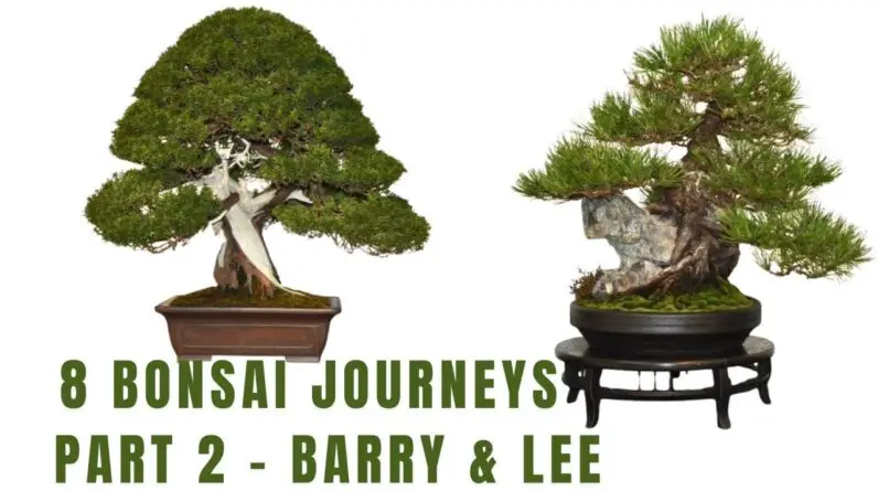 8 Bonsai Journey - Part 2 - Barry & Lee