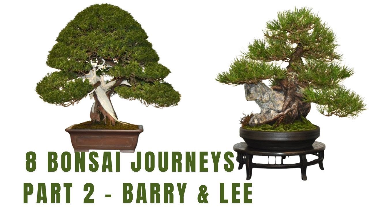 8 Bonsai Journey - Part 2 - Barry & Lee