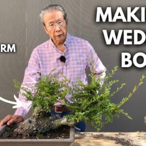 A Bonsai Love Story: The Ultimate Wedding Gift