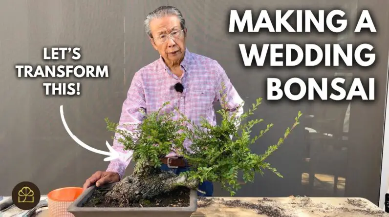 A Bonsai Love Story: The Ultimate Wedding Gift