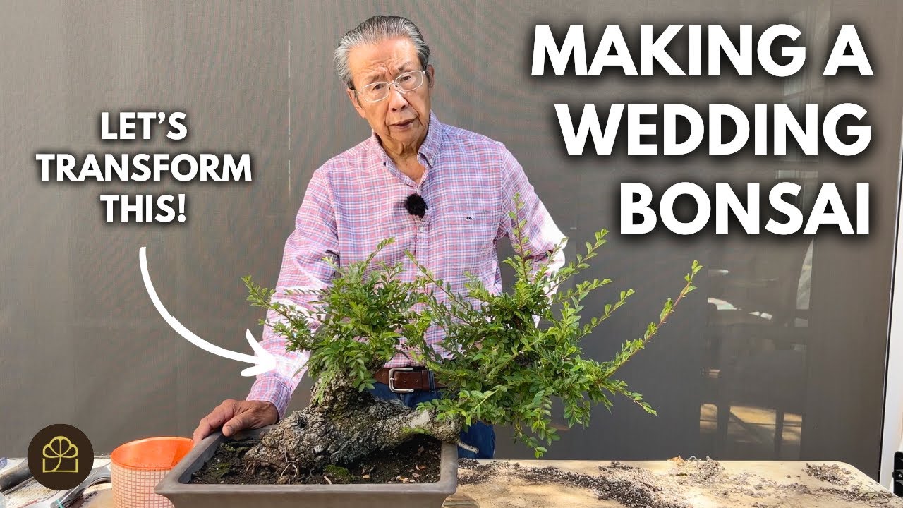 A Bonsai Love Story: The Ultimate Wedding Gift