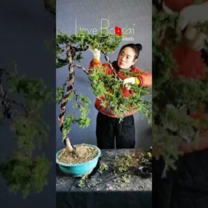 Artistic bonsai pruning techniques! #lovebonsai #bonsai #bonsaitree #2