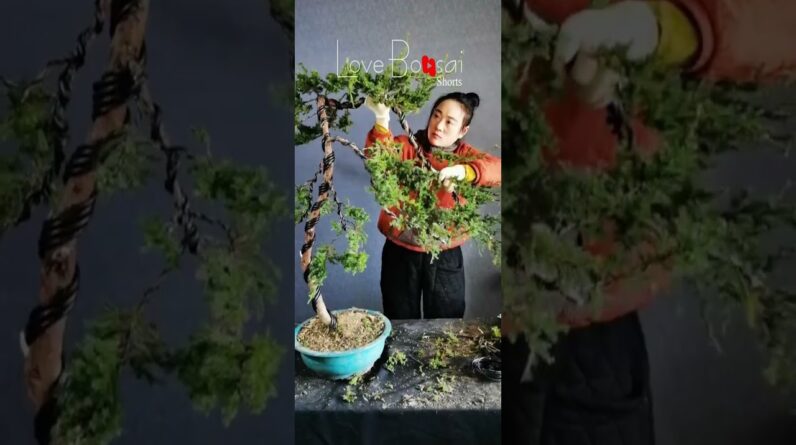 Artistic bonsai pruning techniques! #lovebonsai #bonsai #bonsaitree #2