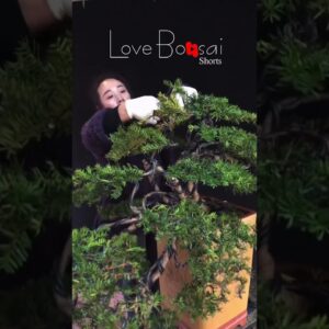 Artistic bonsai pruning techniques! #lovebonsai #bonsai #bonsaitree #3