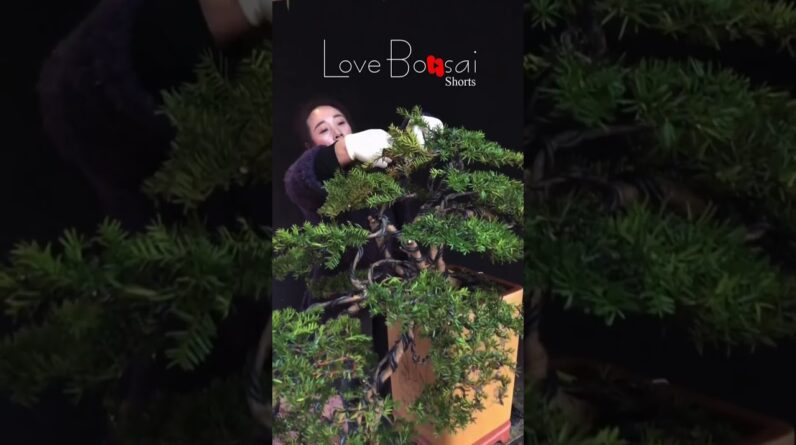 Artistic bonsai pruning techniques! #lovebonsai #bonsai #bonsaitree #3