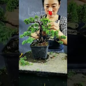 Artistic bonsai pruning techniques! #lovebonsai #bonsai #bonsaitree #4