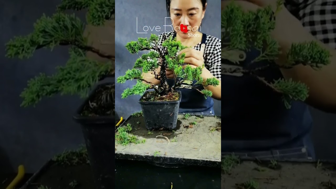 Artistic bonsai pruning techniques! #lovebonsai #bonsai #bonsaitree #4