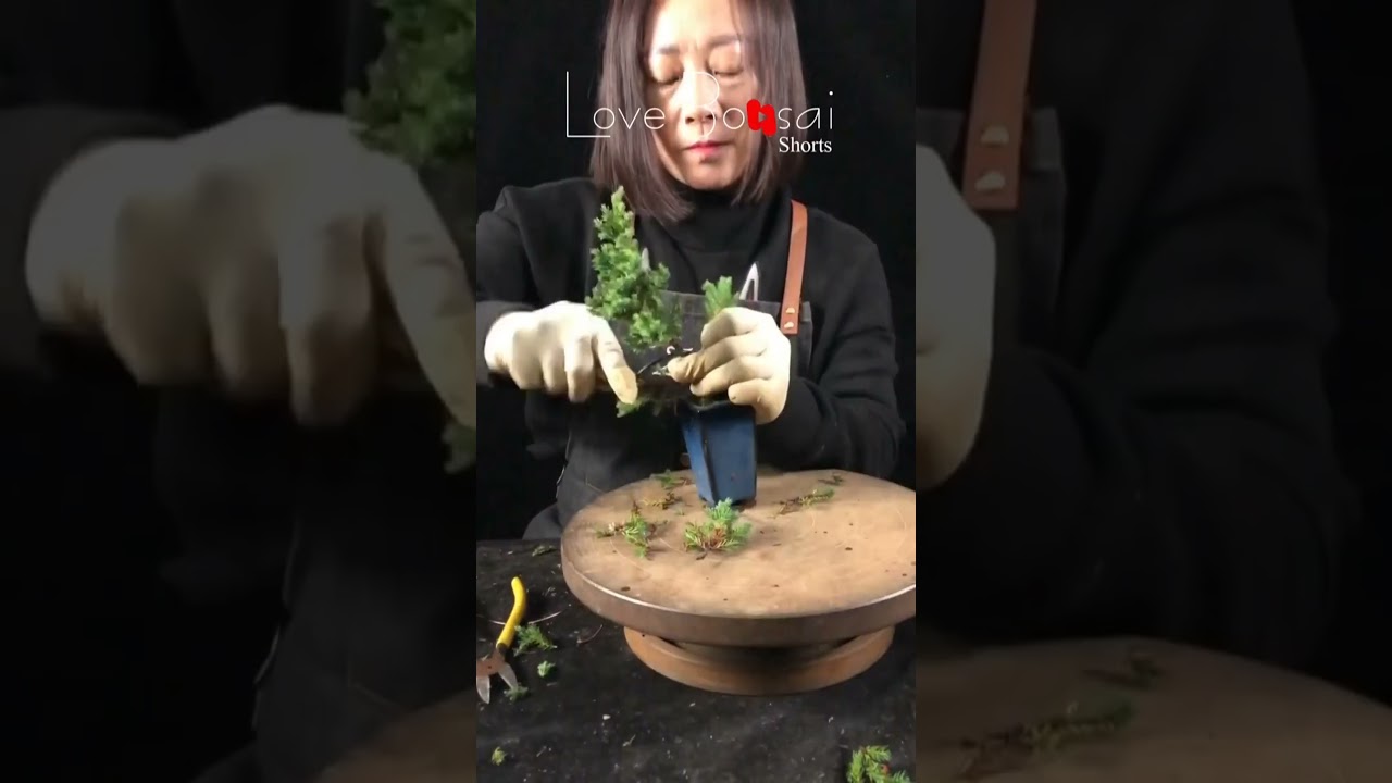 Artistic bonsai pruning techniques! #lovebonsai #bonsai #bonsaitree #5