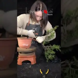 Artistic bonsai pruning techniques! #lovebonsai #bonsai #bonsaitree