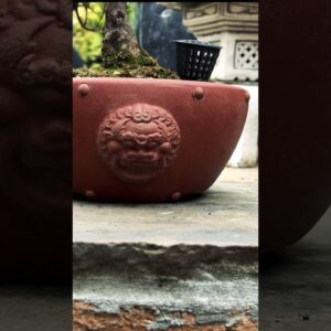 Beautiful Bonsai Pots: Chinese zisha pots