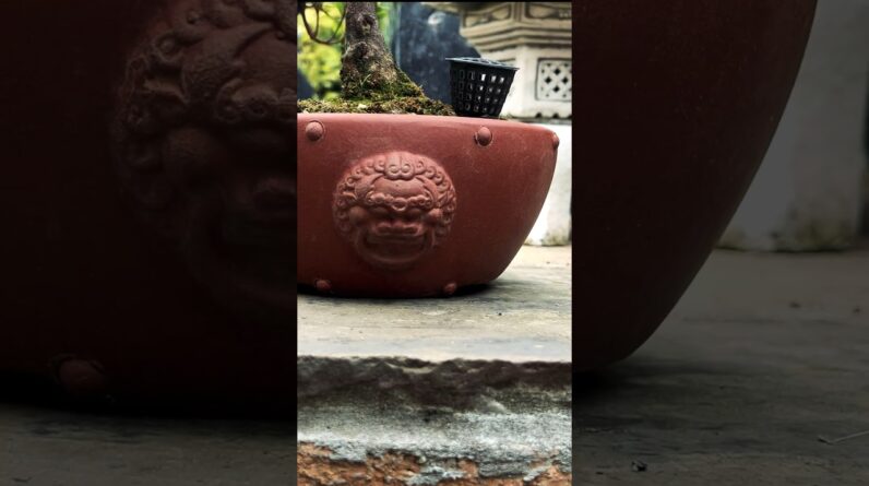 Beautiful Bonsai Pots: Chinese zisha pots