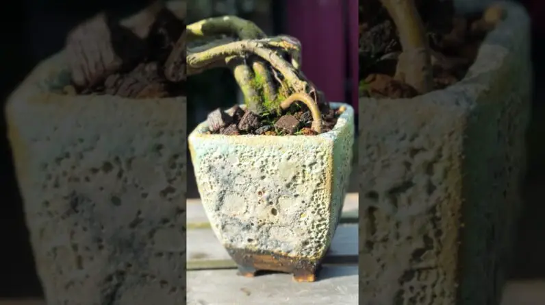 Beautiful Bonsai Pots: ERIN