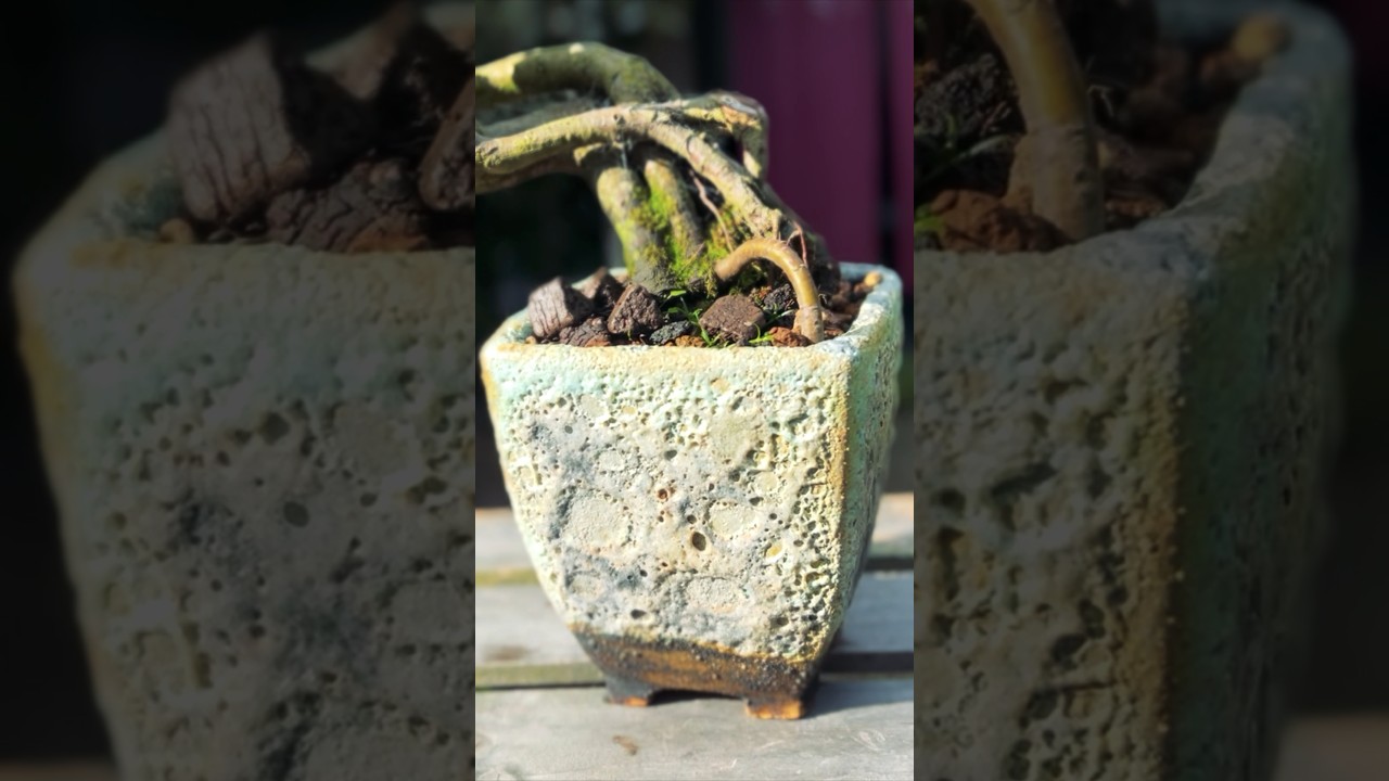 Beautiful Bonsai Pots: ERIN