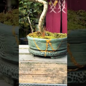 Beautiful Bonsai Pots: Kintsugi