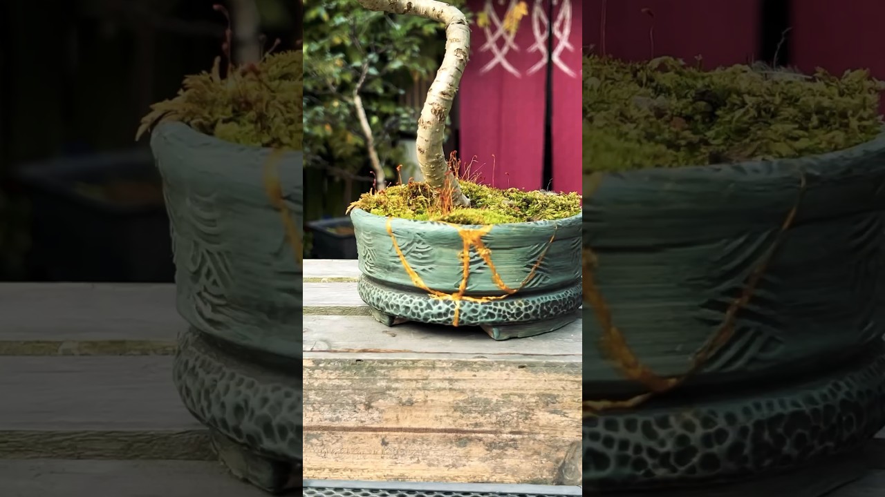 Beautiful Bonsai Pots: Kintsugi