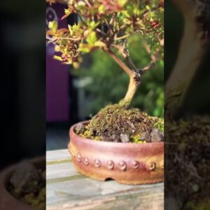 Beautiful Bonsai Pots: Rustic Studded Drum