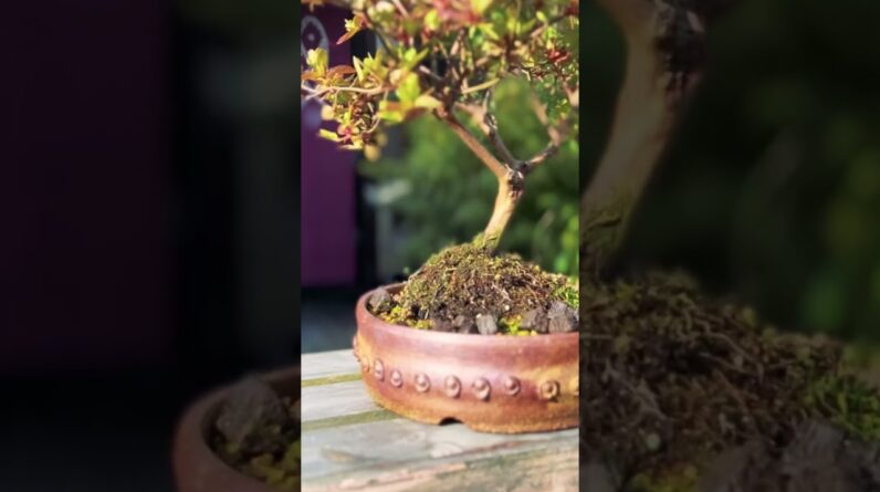 Beautiful Bonsai Pots: Rustic Studded Drum