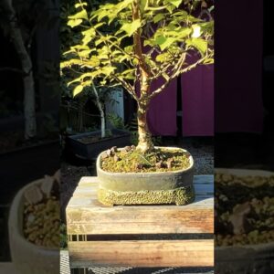 Beautiful Bonsai Pots: Tom Butterworth