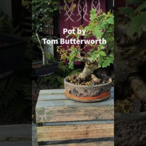 Beautiful Bonsai Pots: Tom Butterworth