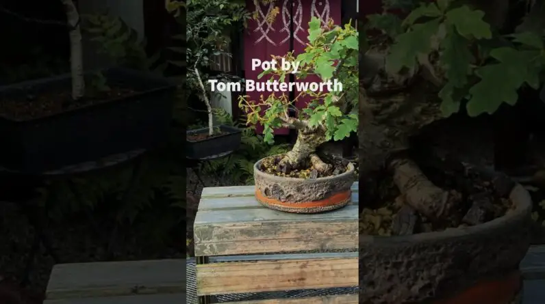 Beautiful Bonsai Pots: Tom Butterworth