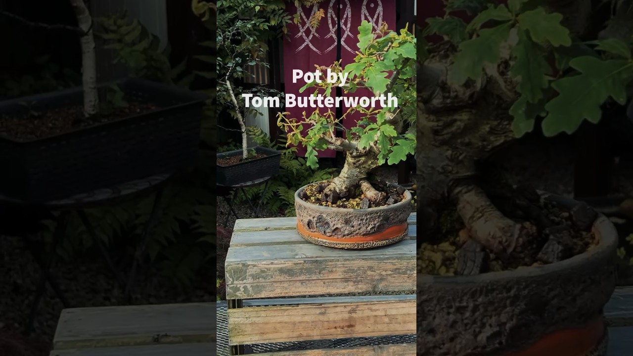 Beautiful Bonsai Pots: Tom Butterworth