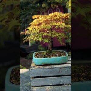 Beautiful Bonsai Pots: Walsall Studio Ceramics