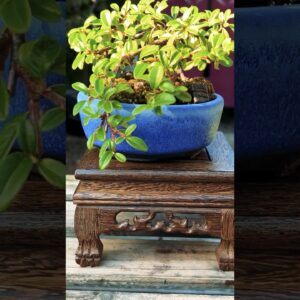 Beautiful Bonsai Pots: Walsall Studio Ceramics