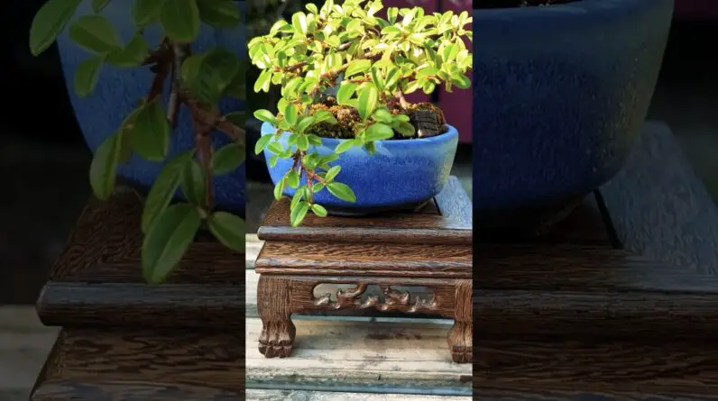 Beautiful Bonsai Pots: Walsall Studio Ceramics