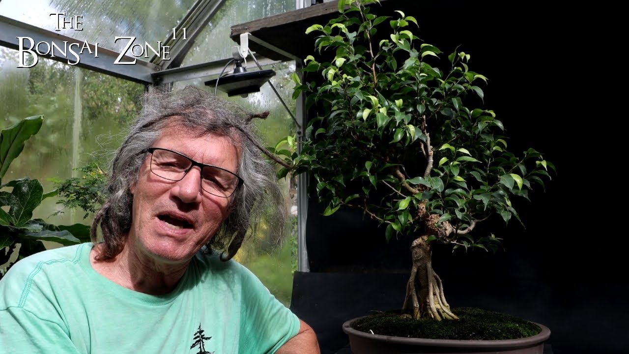 Big Changes for My Ficus benjamina, The Bonsai Zone, Sept 2024