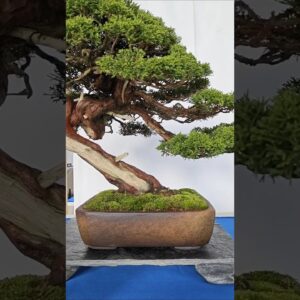 Bonsai during the NRW Bonsai days