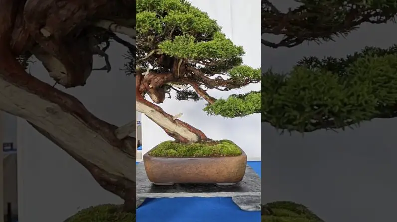 Bonsai during the NRW Bonsai days