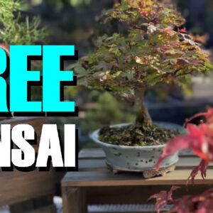 Bonsai For FREE