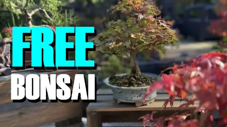 Bonsai For FREE