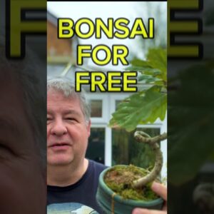 Bonsai For FREE