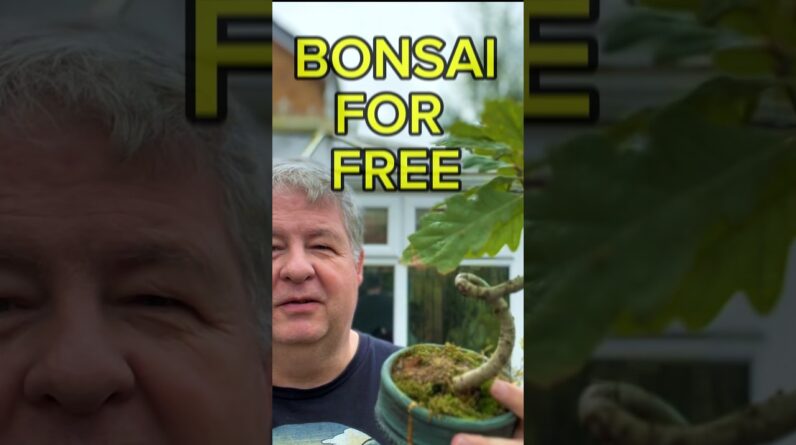 Bonsai For FREE